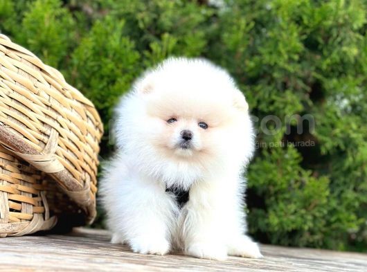 Süper Kali̇te Pomerani̇an Boo Yavrularimiz Gelmi̇şti̇r görsel
