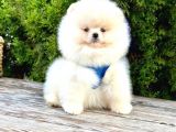 Süper Kali̇te Pomerani̇an Boo Yavrularimiz Gelmi̇şti̇r