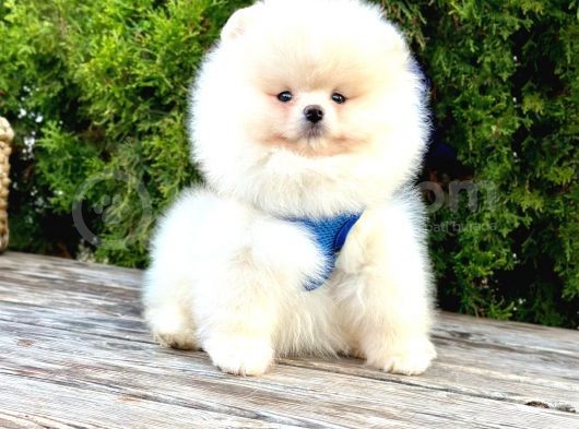 Süper Kali̇te Pomerani̇an Boo Yavrularimiz Gelmi̇şti̇r görsel
