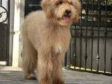 En. Nadir ırk Amerikan gen özel Goldendoodle