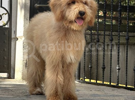En. Nadir Irk Amerikan Gen Özel Goldendoodle