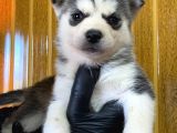 Burkem Den Husky Yavrularımız