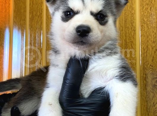 Burkem Den Husky Yavrularımız görsel