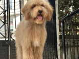 En. Nadir Irk Amerikan Gen Özel Goldendoodle