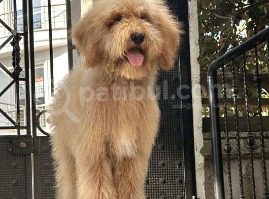 En. Nadir Irk Amerikan Gen Özel Goldendoodle görsel