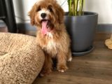 Medium Particolour Australian Labradoodle