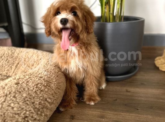 Medium Particolour Australian Labradoodle görsel