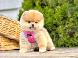 Teddy Face Boo Pomeranian Yavrular