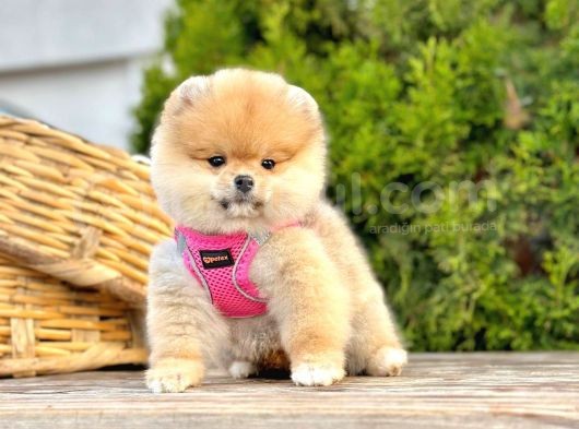Teddy Face Boo Pomeranian Yavrular görsel