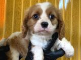 Burkem Den Cavalier King Charles Yavrularımız