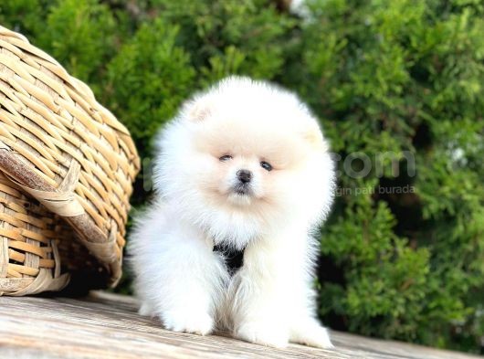 Süper Kali̇te Pomerani̇an Boo Yavrularimiz Gelmi̇şti̇r görsel