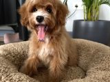 Medium Particolour Australian Labradoodle