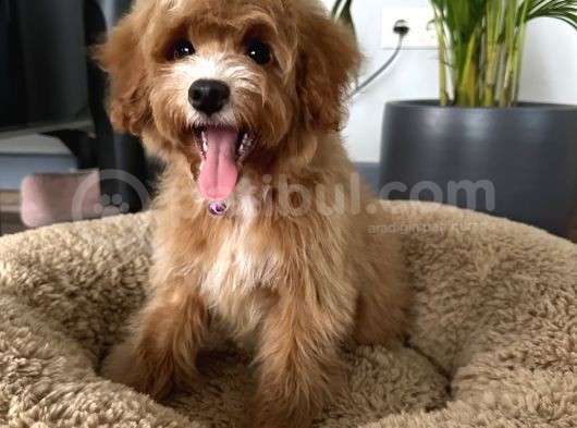 Medium Particolour Australian Labradoodle