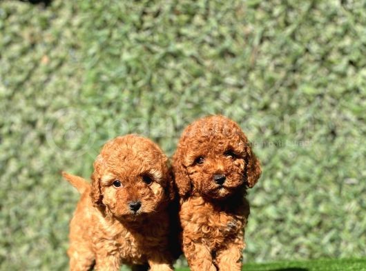 Irkinin En Güzel Toy Poodle Bebekleri̇