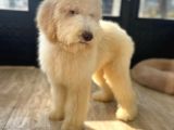 Dev Poodle Hypoallerjenik Yavrular