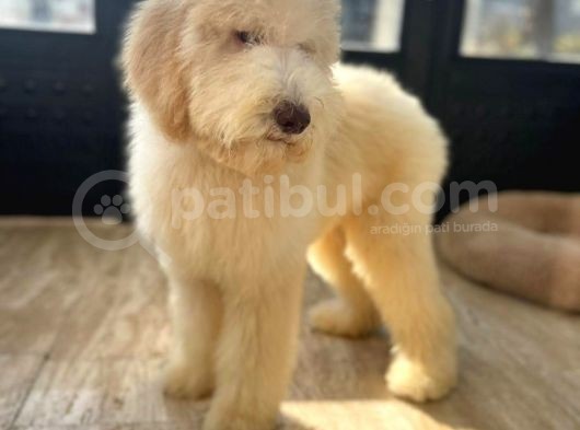 Dev Poodle Hypoallerjenik Yavrular görsel