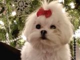 Malteseterrier Sıfır Numara Safkan Kore Orjinal Garantili
