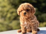 Mi̇ni̇ Toy Poodle Bebekler