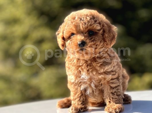 Mi̇ni̇ Toy Poodle Bebekler görsel