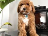 Medium Labradoodle Particolour Nadir Irk