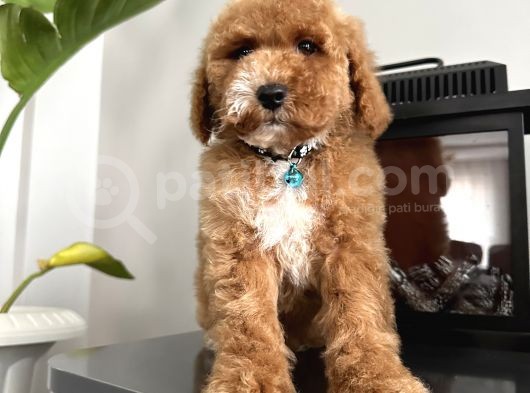Medium Labradoodle Particolour Nadir Irk