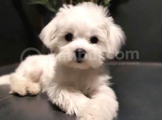 Malteseterrier Sıfır Numara Safkan Kore Orjinal Garantili