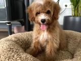 Medium Particolour Australian Labradoodle