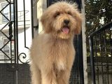 En. Nadir Irk Amerikan Gen Özel Goldendoodle