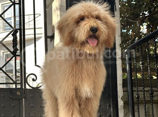 En. Nadir Irk Amerikan Gen Özel Goldendoodle görsel