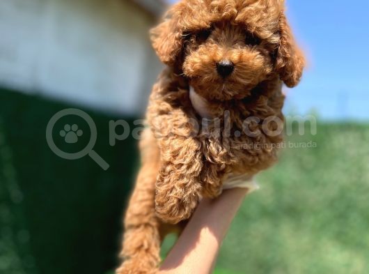 Red Toy Poodle Bebekler