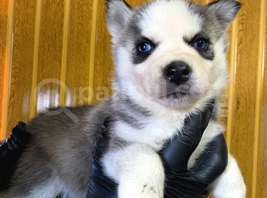 Burkem Den Husky Yavrularımız görsel