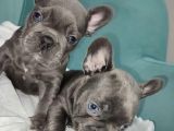 Blue Gri Mavi Gözlü Füme Safkan Gerçek Fransızbulldog Orjinal