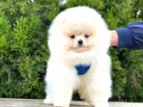 Süper Kali̇te Pomerani̇an Boo Yavrularimiz Gelmi̇şti̇r