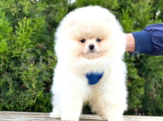 Süper Kali̇te Pomerani̇an Boo Yavrularimiz Gelmi̇şti̇r görsel