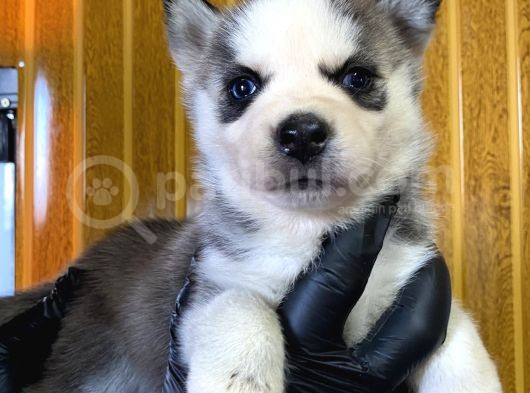 Burkem Den Husky Yavrularımız