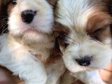 Burkem Den Cavalier King Charles Yavrularımız