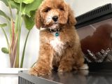 Medium Labradoodle Particolour Nadir Irk