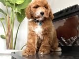 Medium Labradoodle Particolour Nadir Irk