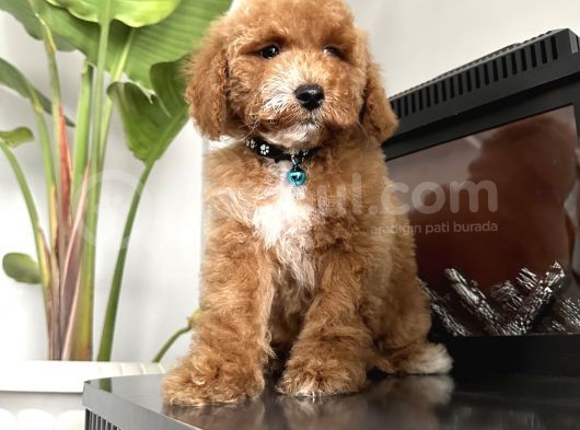Medium Labradoodle Particolour Nadir Irk görsel