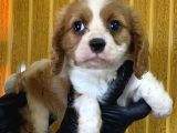 Burkem Den Cavalier King Charles Yavrularımız