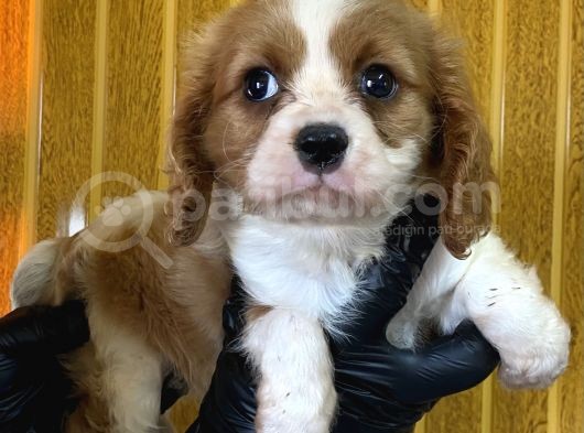 Burkem Den Cavalier King Charles Yavrularımız