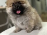 Anne Baba Secereli Boo Pomeranian Irk Garantili