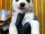 Burkem Den Husky Yavrularımız