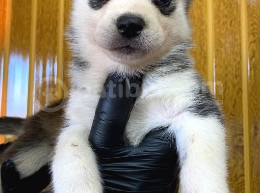 Burkem Den Husky Yavrularımız görsel