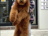 Dev Ve Standart Boy Poodle Yavrularımız Türkiye’de Tek