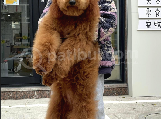 Dev Ve Standart Boy Poodle Yavrularımız Türkiye’de Tek