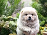 Baby Face Chow Chow Bebekler