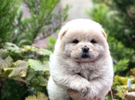 Baby Face Chow Chow Bebekler görsel