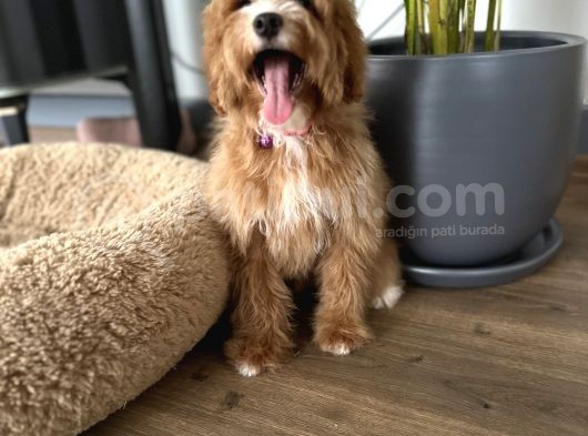 Medium Particolour Australian Labradoodle görsel