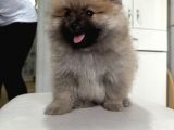 Anne Baba Secereli Boo Pomeranian Irk Garantili
